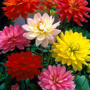 Dahlia Nain Deco en mlange